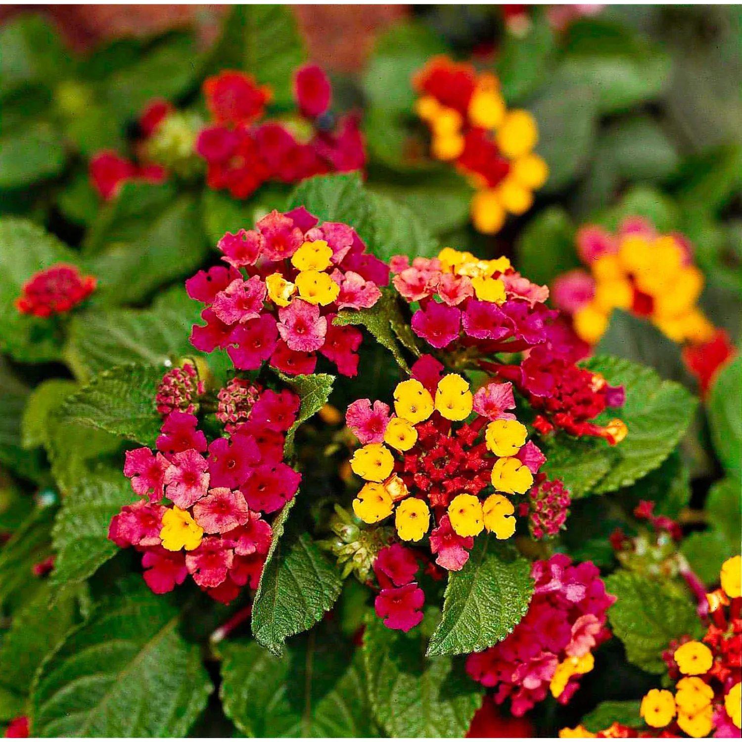 Lantana Camara